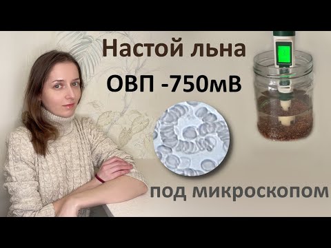 Видео: Полезны ли настои с отрицательным ОВП ? Кровь после настоя под микроскопом.