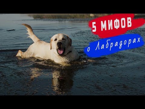 Видео: МИФЫ о ЛАБРАДОРАХ. Лабрадор Ретривер во всём Разберется!