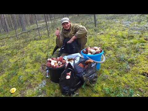 Видео: Тайга! я не вынесу эти грибы,целые поляны. Засадил буханку в болотине.Таежные будни.