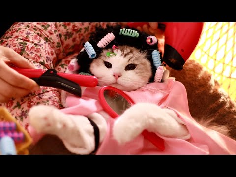 Видео: Новая прическа и гуа-ша от лучшего роскошного спа-салона | Спа для кошек ASMR