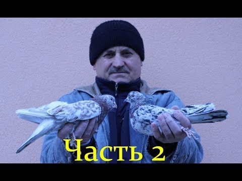 Видео: Бакинские бойные голуби .Племенные голуби - Часть 2 /Baku pigeon (Vitalie Stirbu / Кишинёв, Молдова)