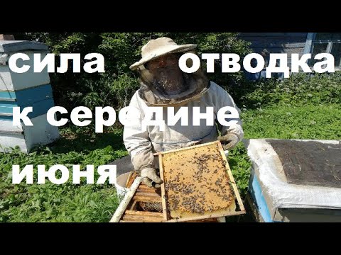 Видео: Вот это Отводки со Свищевыми Матками!!!