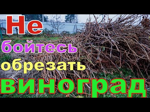 Видео: Виноград .Обрезка лозы на урожай. Разные  способы обрезки .