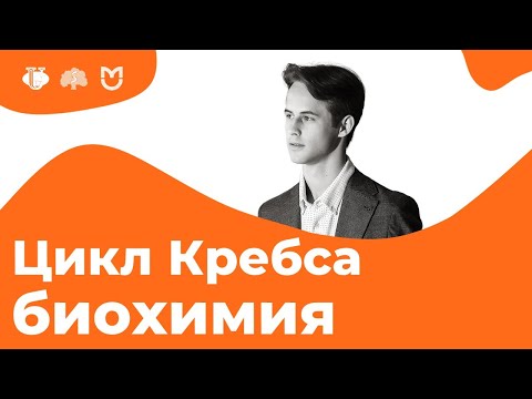 Видео: ЦИКЛ КРЕБСА (ЦТК) за 14 МИНУТ! // На Биохимическом