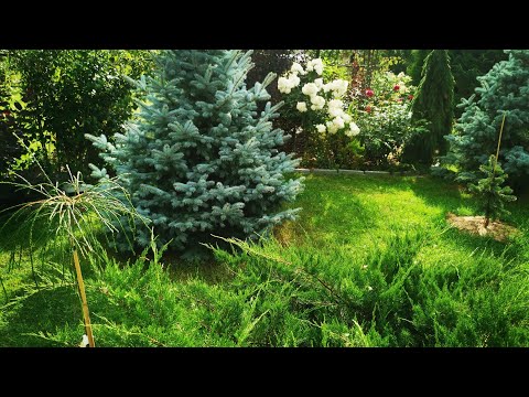 Видео: Прогулка по саду! Обзор растений. 22 августа 2022г.