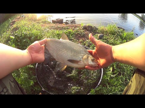 Видео: ВОТ ЧЕМ ОКАЗЫВАЕТСЯ ПИТАЮТСЯ ЛЕЩИ В АВГУСТЕ ! Жарить рыбу на рыбалке это уже традиция !