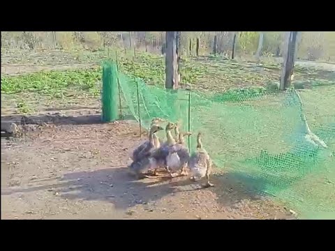 Видео: Голубые холмогорские гусята один месяц 29.04.23г.