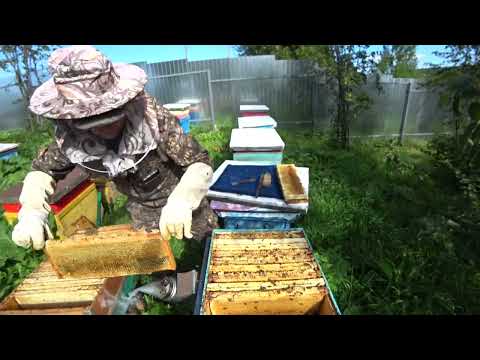 Видео: ОТБОР МЁДА ИЗ ШЕСТНАДЦАТИ РАМОЧНОГО УЛЬЯ, ЗАЛИТ ПОЛНОСТЬЮ МАГАЗИН
