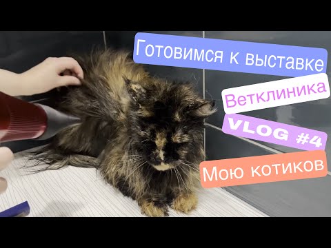 Видео: Выставка кошек. Моем котов. Груминг кошек перед выставкой. Ветеринарный контроль. VLOG#4