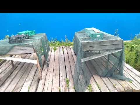 Видео: 20.07.25г. Обзор улиточной фермы.