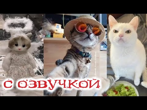 Видео: Приколы с котами! ЭТО НЕ МЫ, ХОЗЯИН! Смешные коты С ОЗВУЧКОЙ!   Самые Смешные животные!