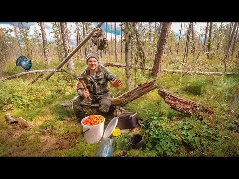 Видео: ДИКАЯ ЯГОДА В ДРЕМУЧЕМ ЛЕСУ. СБОР ЯГОД В КАРЕЛИИ. САМАЯ ПОЛЕЗНАЯ ЯГОДА В МИРЕ. КАК СОБИРАТЬ МОРОШКУ