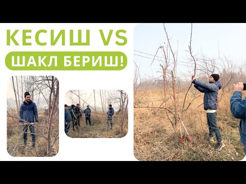 Видео: КЕСИШ ВА ШАКЛ БЕРИШ ҲАҚИДА МУҲИМ ТУШУНЧАЛАР!
