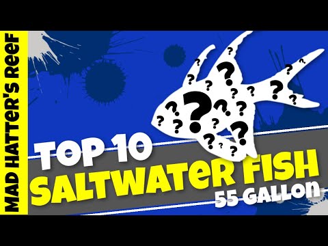 Видео: 10 лучших морских рыб для рифового аквариума объемом 55 галлонов