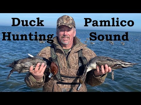 Видео: Рыжие и шилохвостые уточки в заливе Памлико | Утиная охота