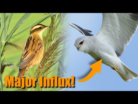 Видео: Самые редкие птицы Нидерландов | Август 2025 г.