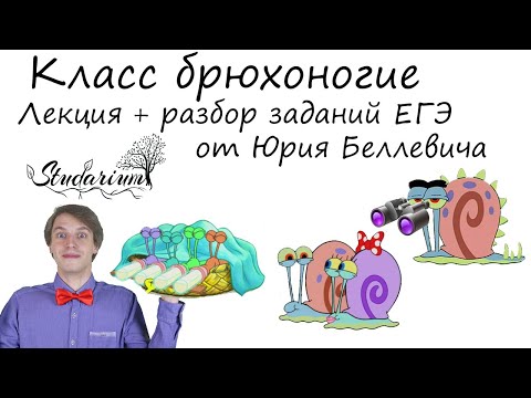 Видео: Класс Брюхоногие. Виноградная улитка. Лекция и разбор заданий от Юрия Беллевича