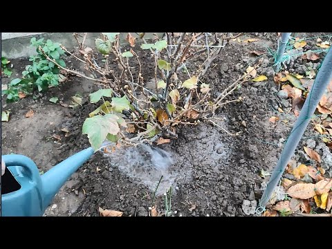 Видео: ДОГЛЯД ЗА СМОРОДИНОЮ ВОСЕНИ  підживлення, обрізка, розмноження, боротьба з шкідниками