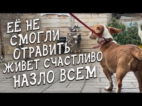 Видео: Спасение животных / Дейзи спустя несколько месяцев после отравления глистогонкой...