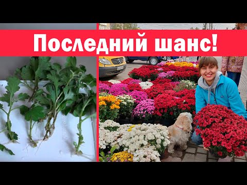 Видео: Ещё можно успеть!!! Размножение хризантемы черенками осенью