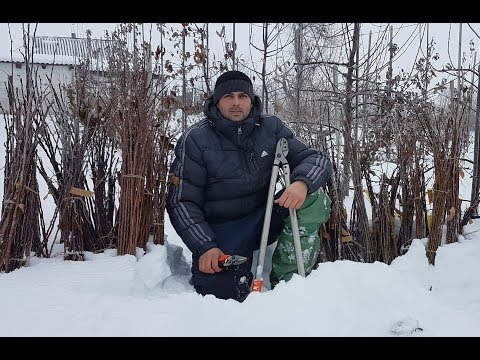 Видео: Заготовка черенков для весенней прививки
