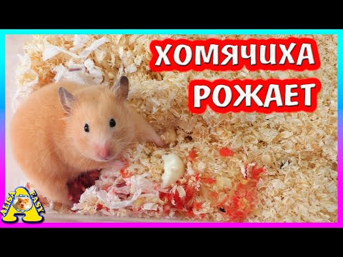 Видео: Роды Хомяка  Фанни / Спасение хомячонка / Алиса Изи Петс / Alisa Easy Pets