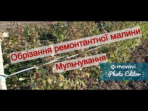 Видео: Як обрізати правильно ремонтантну малину восени. Мульчування малини.