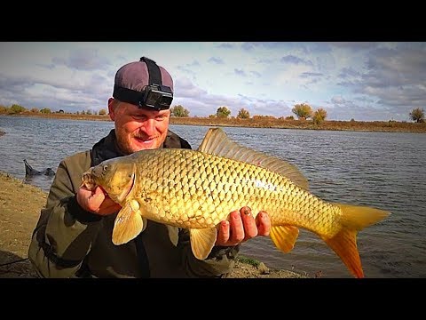 Видео: Рыбалка на сазана поздней осенью. Жмых (макуха), закидушки. Клёв сазана.