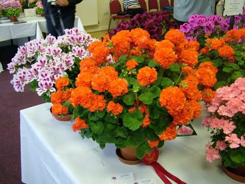 Видео: Пеларгония отправлена. Есть недовольные. Для них новая распродажа и условия на осень.