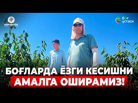 Видео: ЁЗГИ КЕСИШ БИЛАН ДАРАХТЛАРНИ БЎЙИНИ НАЗОРАТ ҚИЛИНГ! | ШУҲРАТ АБРОРОВ #shuhratabrorov #gilos #kesish