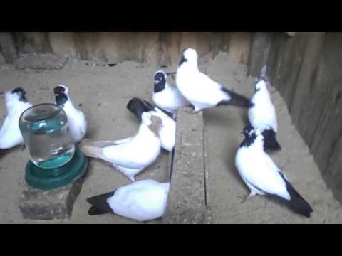 Видео: Голуби Німецькі хрестові монахи . Pigeons German nun