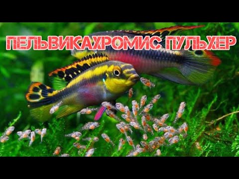Видео: ПЕЛЬВИКАХРОМИС ПУЛЬХЕР ЦИХЛИДА ПОПУГАЙЧИК. УХОД И СОДЕРЖАНИЕ В АКВАРИУМЕ.