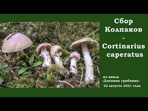 Видео: Сбор Колпаков (КУрочек) -  Cortinarius caperatus. "Дневник грибника" 22 августа 2021 года.