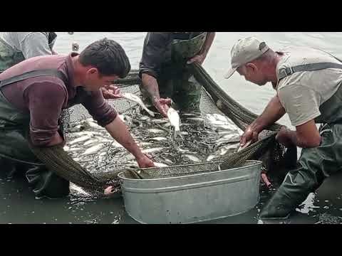 Видео: Бизнеси мохипарвари 🐟