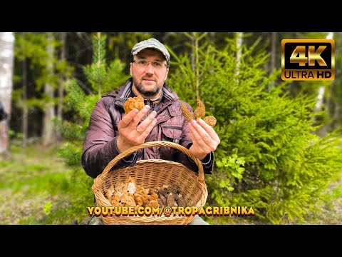 Видео: Сморчки Конические Начали Расти В Начале Мая. Morchella Conica. Morchella Esculenta.