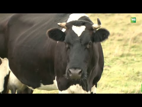 Видео: 🐄 Почему в Муслюмовском районе Татарстана сокращается поголовье скота? 7 дней | ТНВ