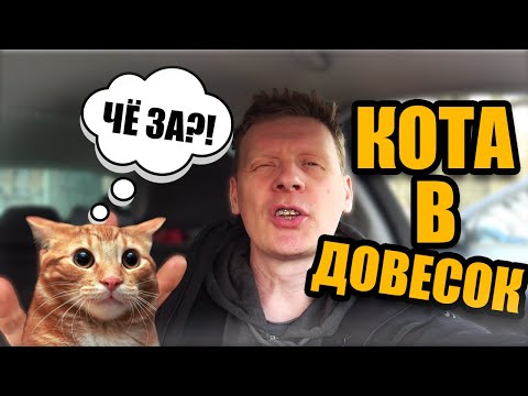 Видео: НЕОЖИДАННАЯ ЗАКУПКА | КУПИЛИ КОТА ??!