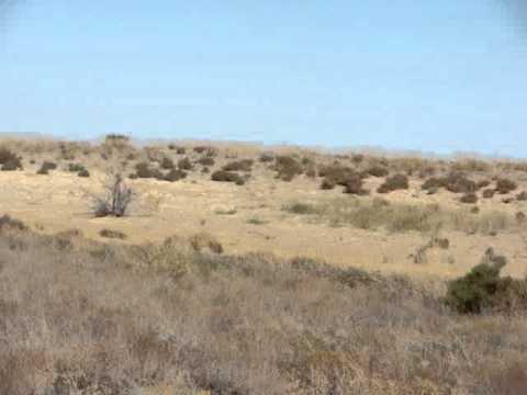 Видео: Бетпак-Дала, Тамгалы-Тас