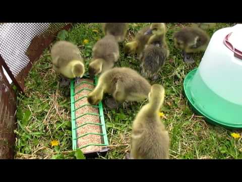 Видео: В нас поповнення! Завели гусей!!! Ціна/вага/харчування гусей. Життя в селі.