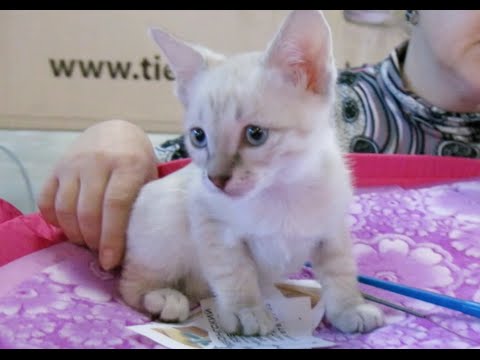 Видео: Лучшие породистые котята на выставке кошек (Cat show)