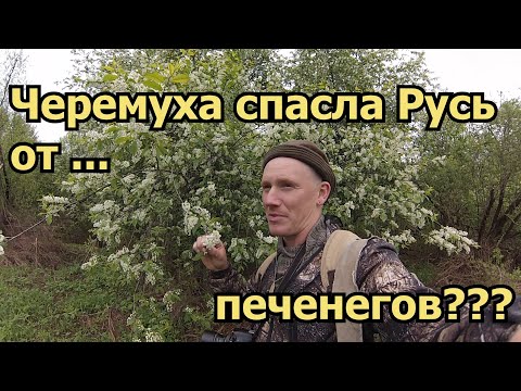 Видео: Черёмуха очень полезна для здоровья. Что с ней делать и как это поможет.