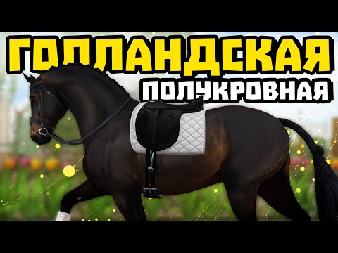 Видео: ПОКУПКА ГОЛЛАНДСКИХ ПОЛУКРОВНЫХ | ВЫЕЗДКОВАЯ ЛОШАДЬ | Star Stable