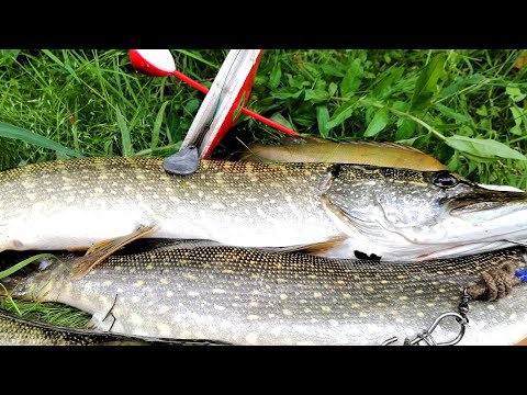 Видео: ЛОВЛЯ ЩУКИ НА КРУЖКИ ЛЕТОМ! Один на реке с ночёвой! #щуканакружки #летниежерлицы