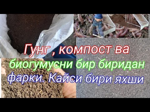 Видео: Гунг , компост ва биогумусни бир биридан фарки. Усимликларга кайси бири фойдали