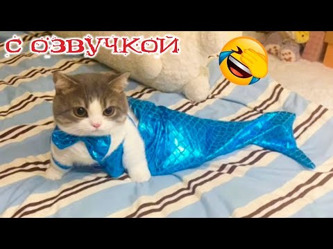 Видео: Приколы с котами! СМЕШНЫЕ КОТЫ! С ОЗВУЧКОЙ! Самые смешные животные!