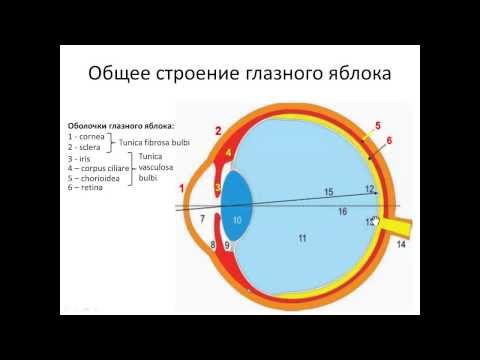 Видео: Орган зрения. ГЛАЗ