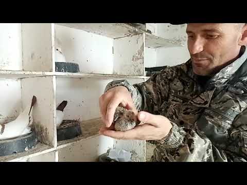 Видео: Как можно определить самца от самки в 10 дневном возрасте?Кольцую первых птенцов в 2021 году.