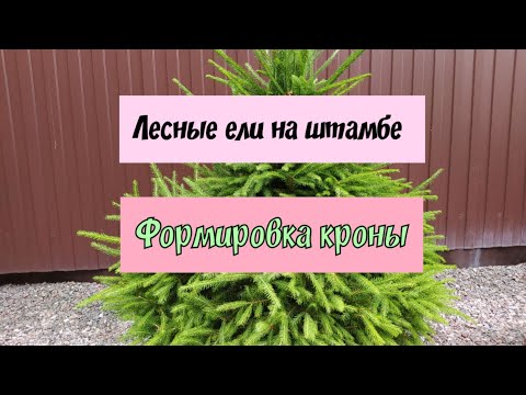 Видео: Лесные ели на штамбе.Формировка кроны.