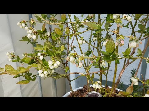 Видео: 37. Цветет голубика на балконе. Что будет с огородом на балконе?