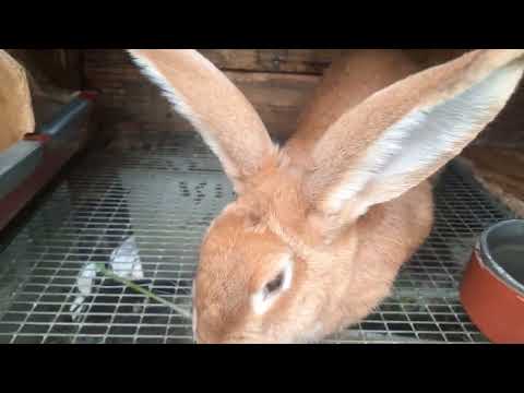 Видео: Крольчихи одна за другой приносят приплод